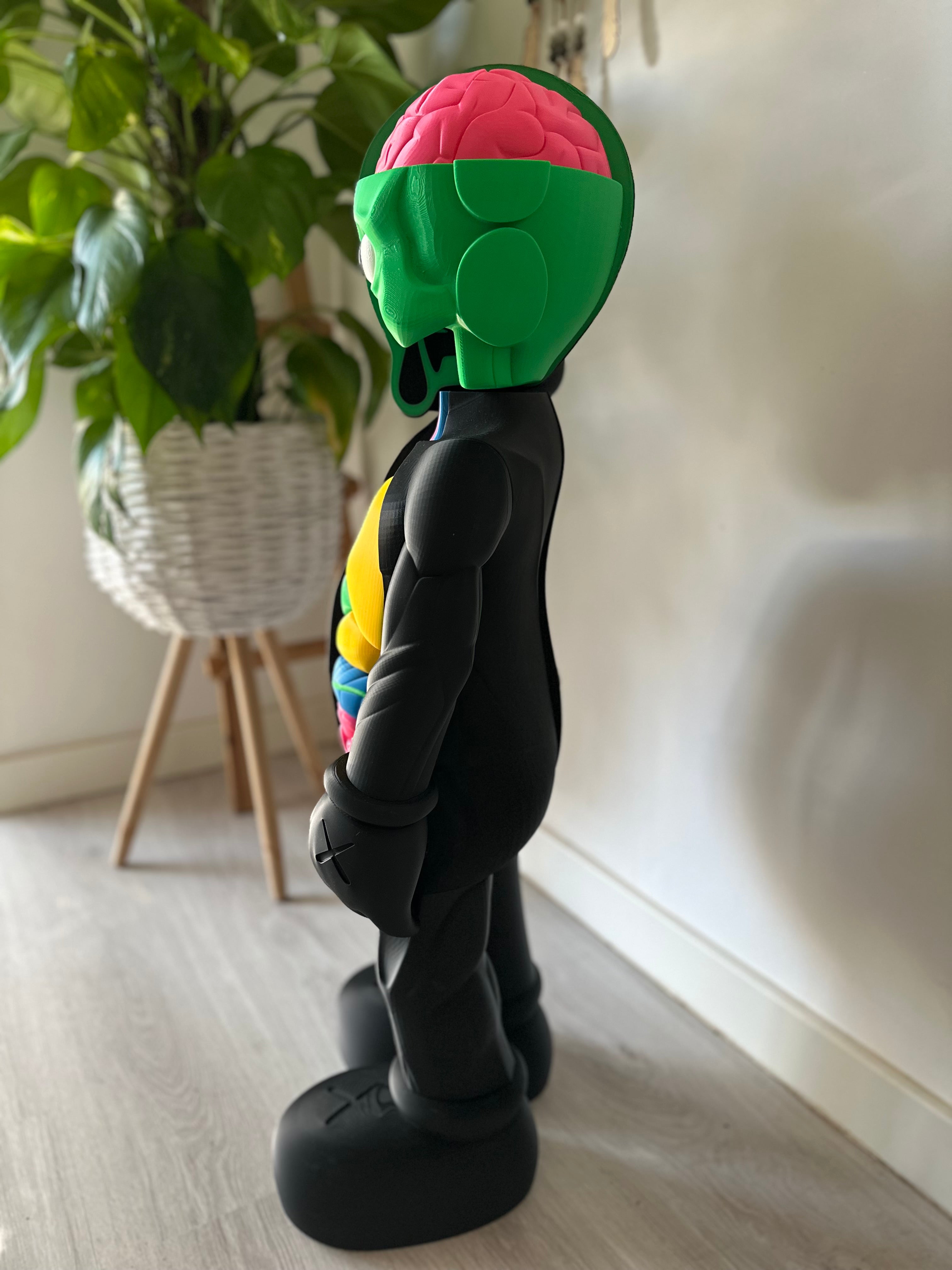 Gallery Anatomy Color