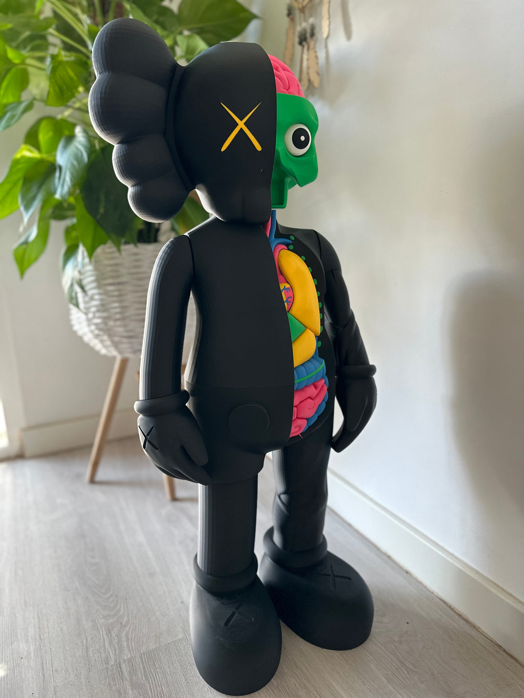 Gallery Anatomy Color