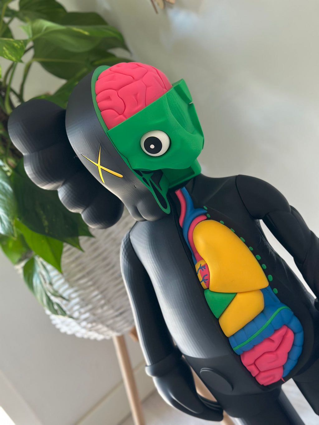 Gallery Anatomy Color