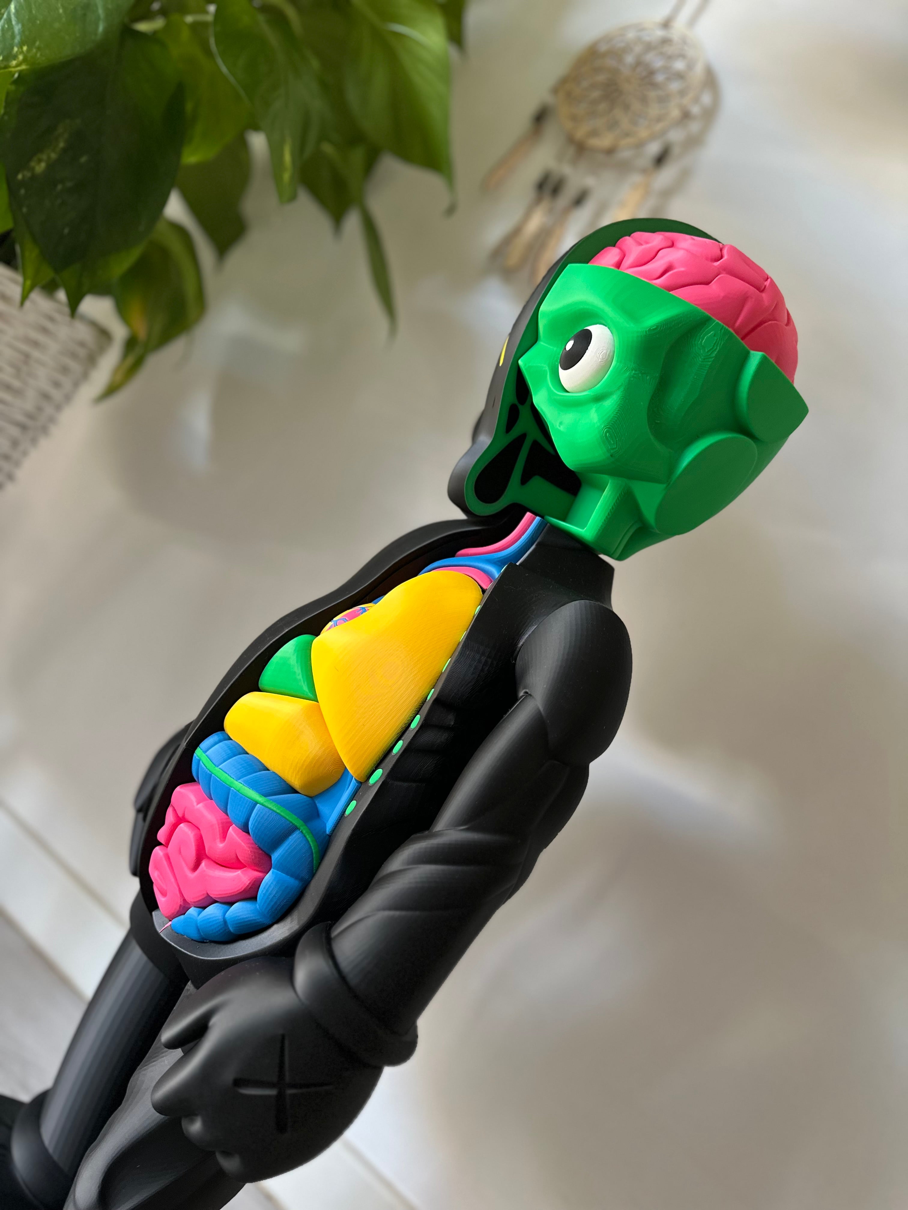 Gallery Anatomy Color