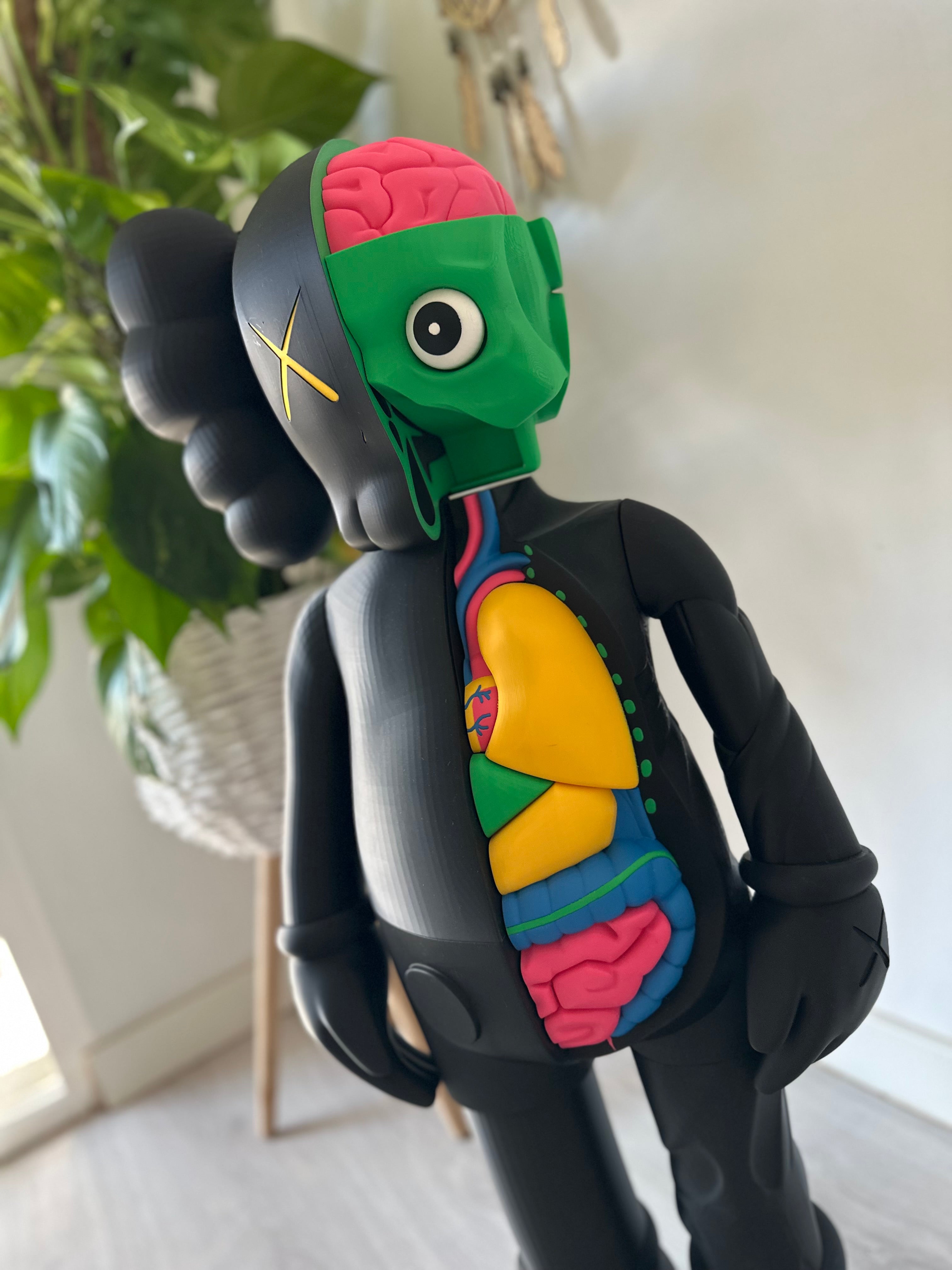 Gallery Anatomy Color